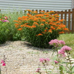 Location: My garden in Kentucky
Date: Jun 21, 2008 12:12 PM