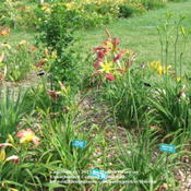 Location: Valley of the Daylilies in Lebanon, OH. Home of Dan (the hybridizer) and Jackie BachmanDate: Jul 7, 2005 10:01 AM
