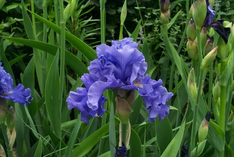Photo of Tall Bearded Iris (Iris 'Merchant Marine') uploaded by Newyorkrita