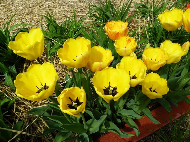 Photo of Darwin Hybrid Tulip (Tulipa 'Beauty of Apeldoorn') uploaded by Newyorkrita