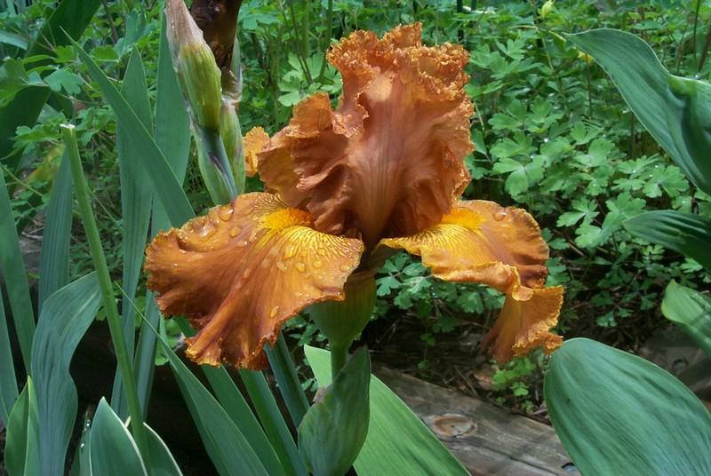 Photo of Tall Bearded Iris (Iris 'Coffee Song') uploaded by Newyorkrita