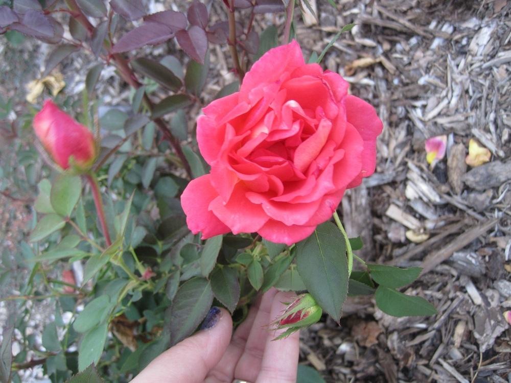 Photo of Rose (Rosa 'Solitude') uploaded by Skiekitty