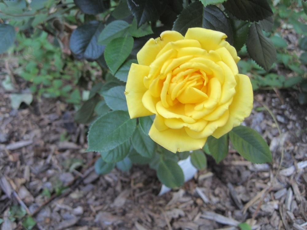 Photo of Rose (Rosa 'Shockwave') uploaded by Skiekitty