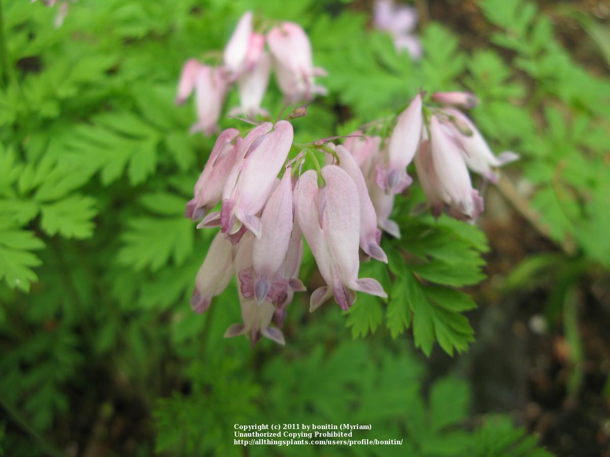 Photo of Pacific Bleeding Heart (Dicentra formosa) uploaded by bonitin