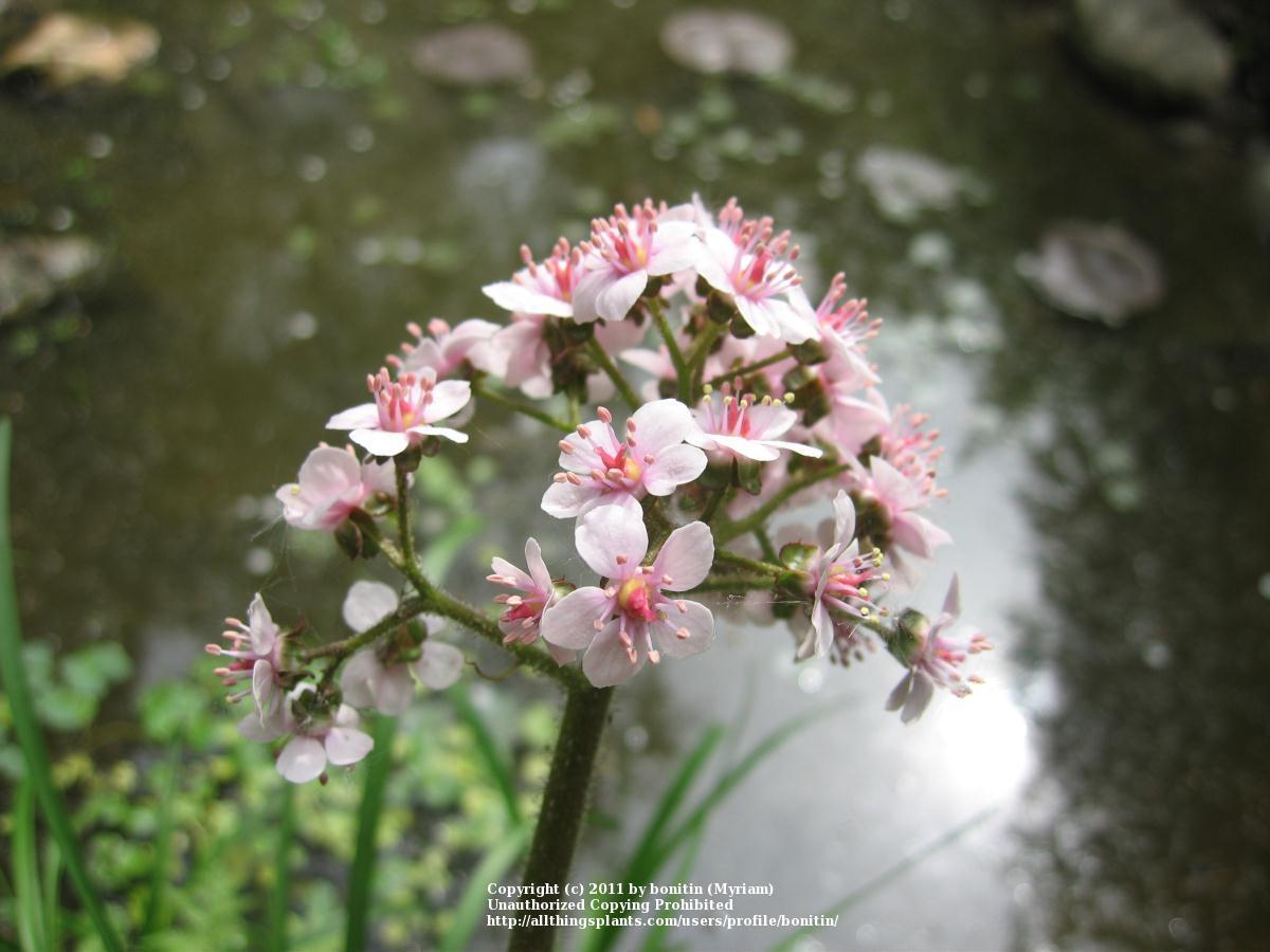 Photo of Umbrella Plant (Darmera peltata) uploaded by bonitin