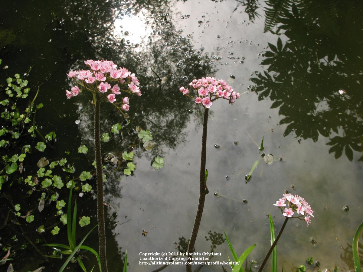 Photo of Umbrella Plant (Darmera peltata) uploaded by bonitin