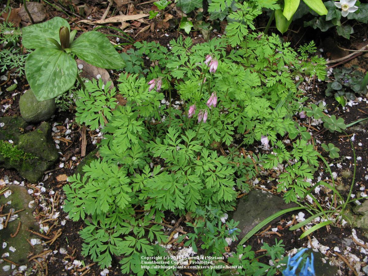 Photo of Pacific Bleeding Heart (Dicentra formosa) uploaded by bonitin