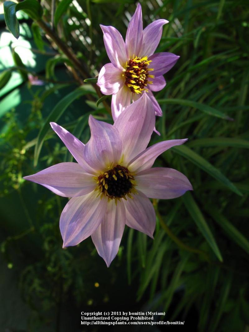 Photo of Dahlia (Dahlia australis) uploaded by bonitin