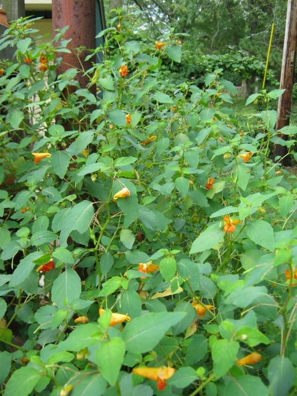 Photo of Orange Jewelweed (Impatiens capensis) uploaded by gardengus