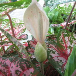Location: Indiana  Zone 5
Date: Jul 21, 2008 4:13 AM
The flower of a caladium is called a Spathe