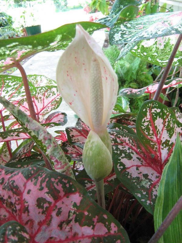 Photo of Fancy-Leafed Caladium (Caladium bicolor) uploaded by gardengus