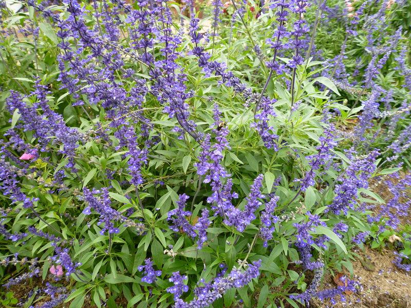 Photo of Mealycup Sage (Salvia farinacea 'Victoria Blue') uploaded by indygardengal