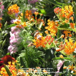 Location: Cincinnati, Oh
Date: June 2009
Attracts bees