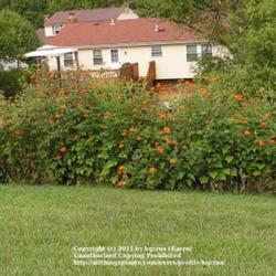 Location: Cincinnati, Oh
Date: September 2008
Tithonia hedge