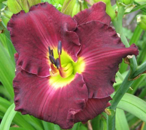 Photo of Daylily (Hemerocallis 'Touch of Faust') uploaded by mlt