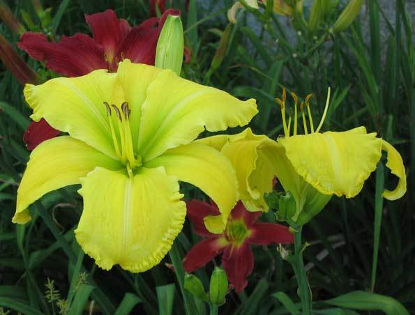 Photo of Daylily (Hemerocallis 'Fun in Acapulco') uploaded by mlt