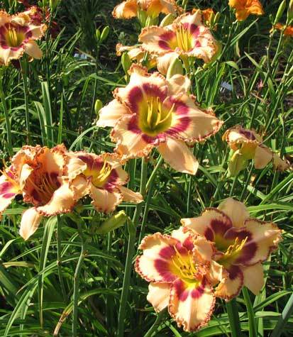 Photo of Daylily (Hemerocallis 'King of the Ages') uploaded by mlt
