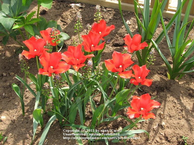 Photo of Greigii Tulip (Tulipa greigii 'Red Riding Hood') uploaded by okus