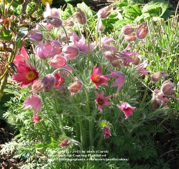 Photo of Pasque Flower (Pulsatilla grandis subsp. grandis) uploaded by okus