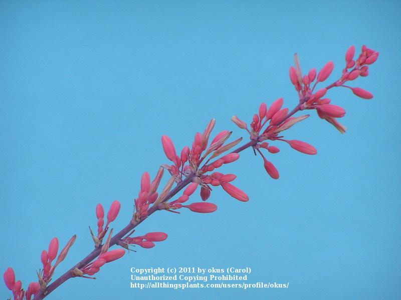 Photo of Red Yucca (Hesperaloe parviflora) uploaded by okus