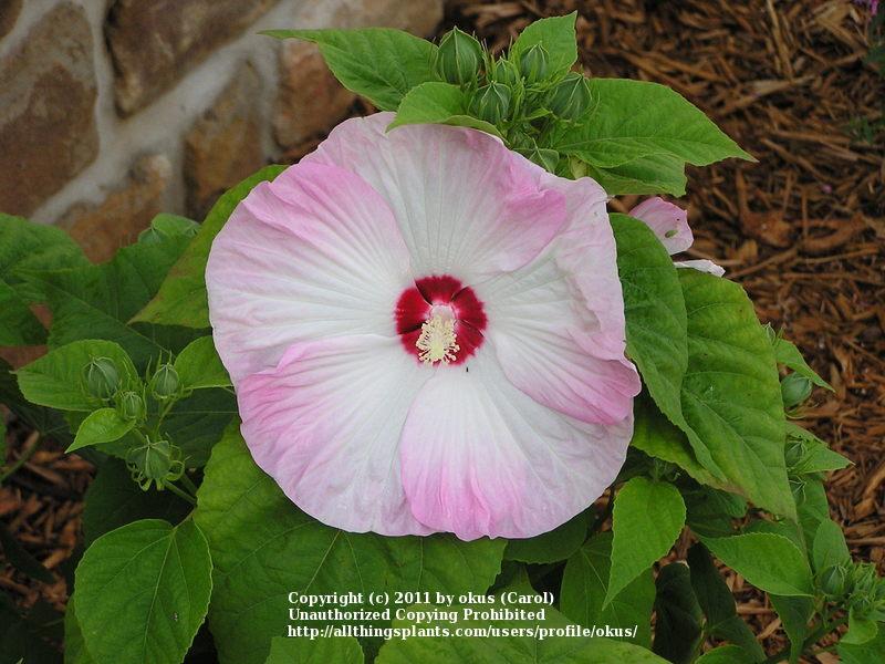 Photo of Hybrid Hardy Hibiscus (Hibiscus 'Disco Belle Pink') uploaded by okus
