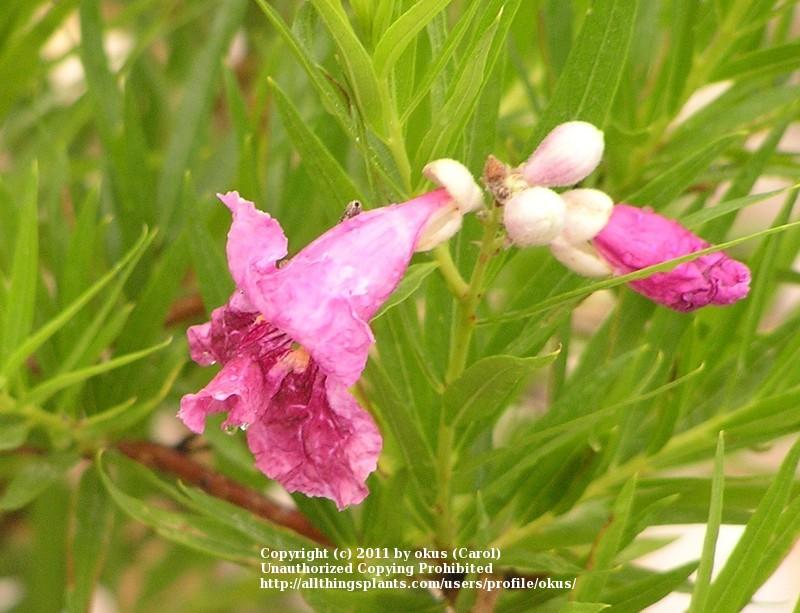 Photo of Desert Willow (Chilopsis linearis) uploaded by okus