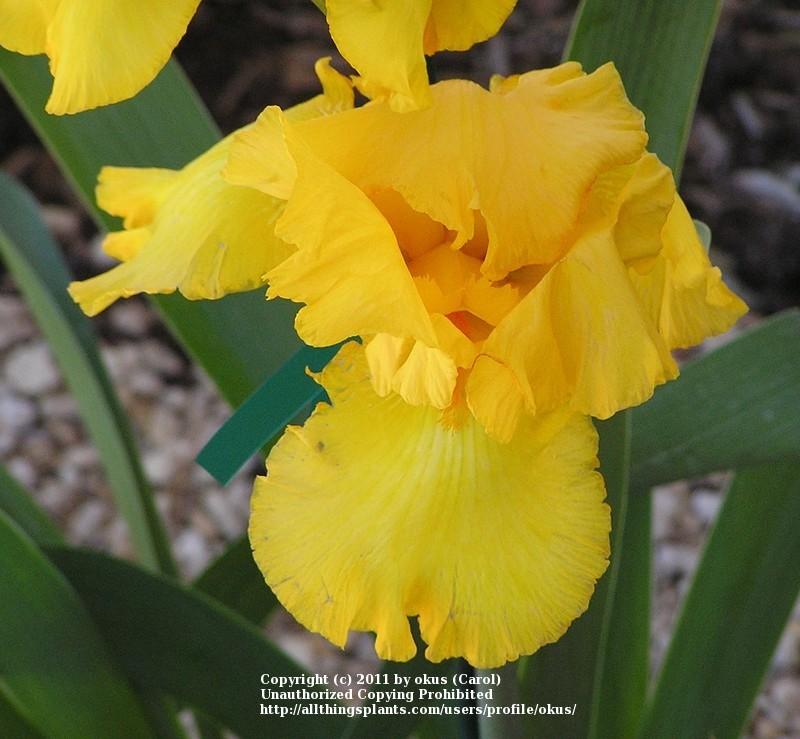 Photo of Tall Bearded Iris (Iris 'Banana Frappe') uploaded by okus