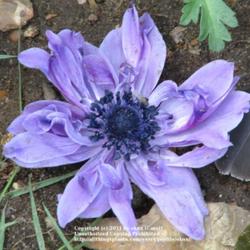 Location: Lincolnshire, England, UK
Date: May 31, 2008
Blue De Caen Anemone