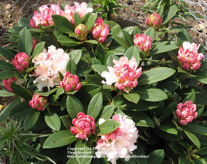 Photo of Rhododendron 'Apple Blossom' uploaded by okus