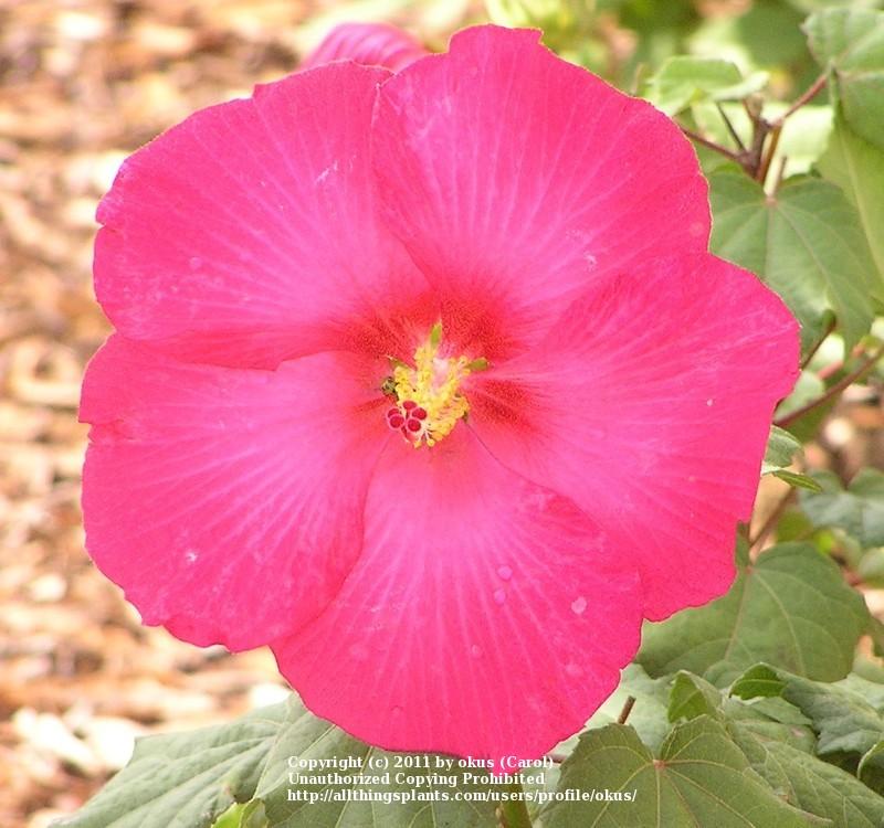 Photo of Confederate Rose Mallow (Hibiscus mutabilis 'Single Flower') uploaded by okus
