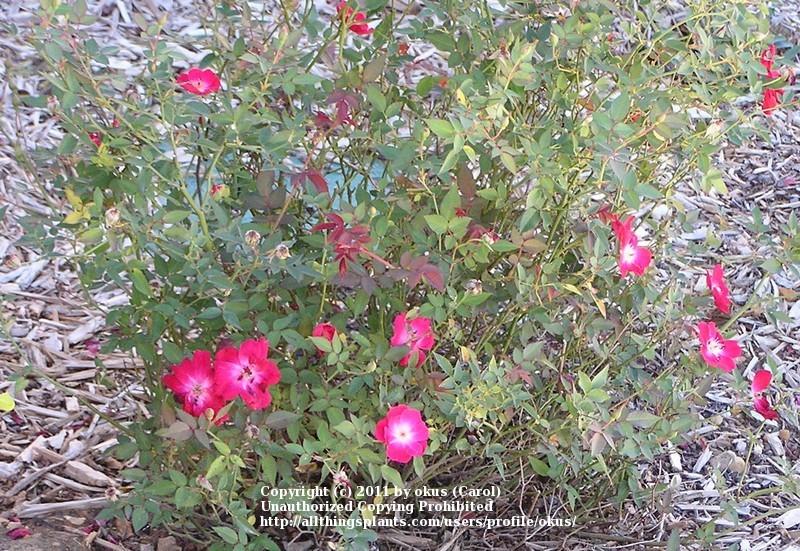 Photo of Rose (Rosa 'Fabvier') uploaded by okus