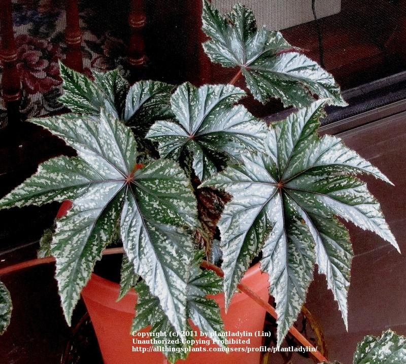 Photo of Begonia Pegasus™ uploaded by plantladylin