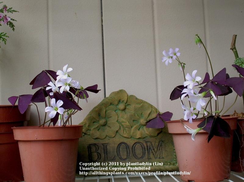 Photo of Purple Shamrock (Oxalis triangularis) uploaded by plantladylin