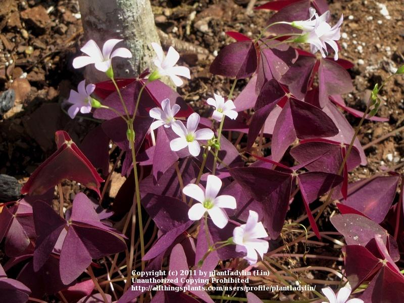 Photo of Purple Shamrock (Oxalis triangularis) uploaded by plantladylin
