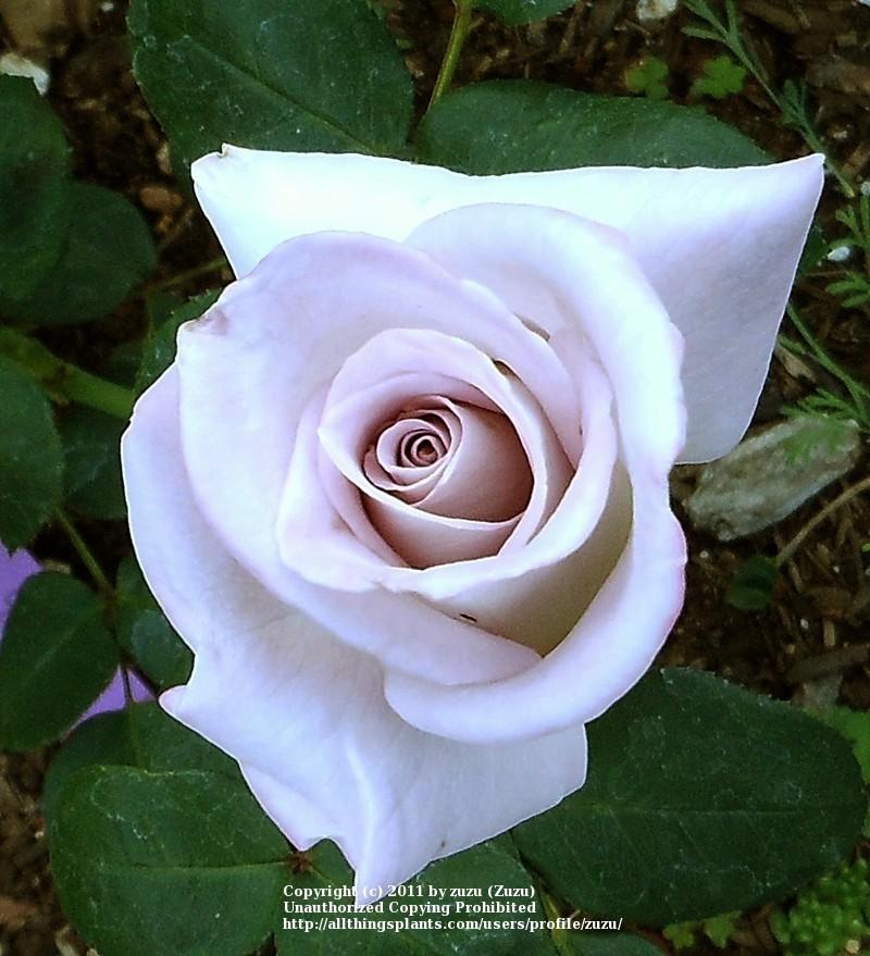 Photo of Rose (Rosa 'Silverado') uploaded by zuzu