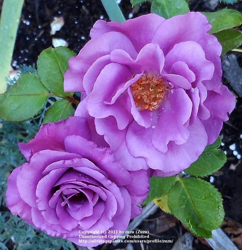 Photo of Floribunda Rose (Rosa 'Shocking Blue') uploaded by zuzu