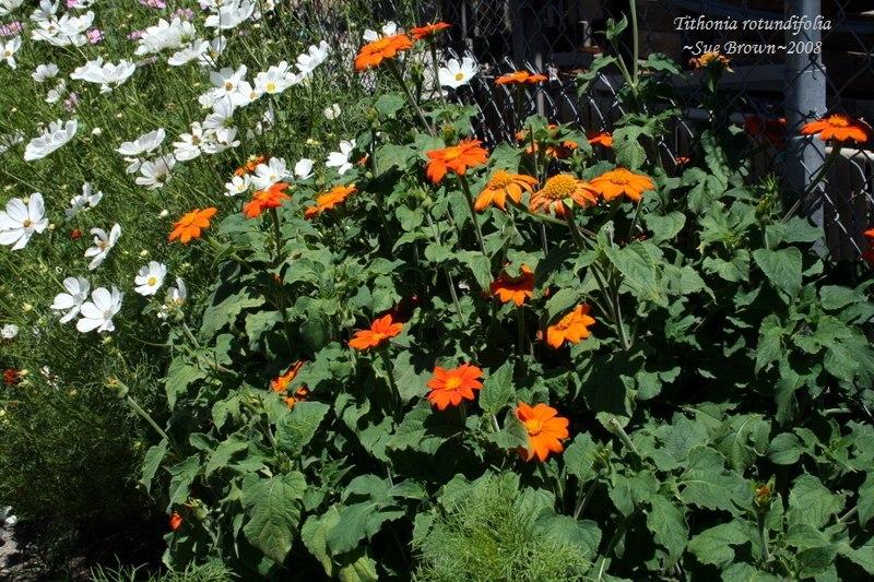 Photo of Mexican Sunflower (Tithonia rotundifolia) uploaded by Calif_Sue