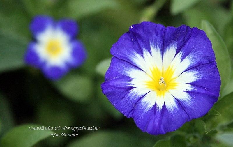 Photo of Dwarf Morning Glory (Convolvulus tricolor 'Royal Ensign') uploaded by Calif_Sue