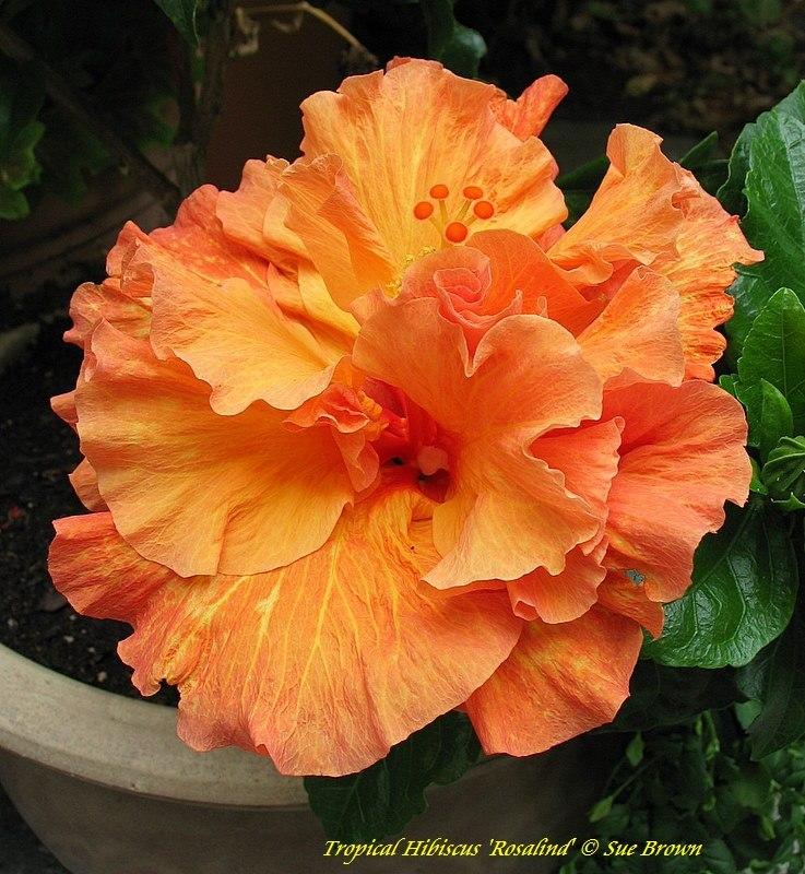 Photo of Tropical Hibiscus (Hibiscus rosa-sinensis 'Rosalind') uploaded by Calif_Sue