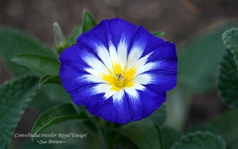 Photo of Dwarf Morning Glory (Convolvulus tricolor 'Royal Ensign') uploaded by Calif_Sue