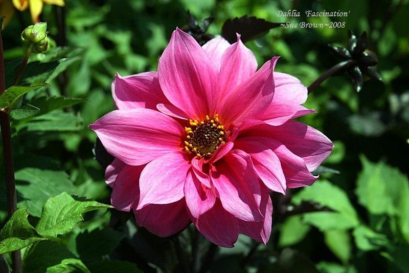 Photo of Dahlia 'Fascination' uploaded by Calif_Sue