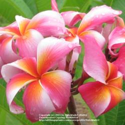 Location: Southwest Florida
Date: summer 2011
Very attractive rainbow colored plumeria from Hawai'i. Blooms are