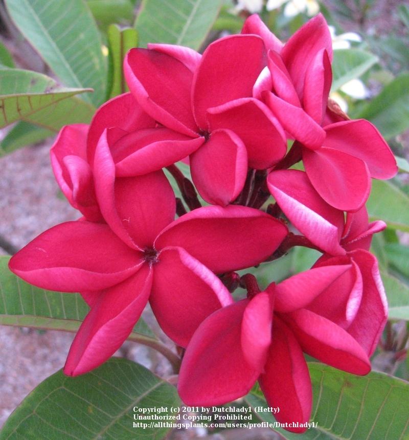 Photo of Plumeria (Plumeria rubra 'Thailand Red') uploaded by Dutchlady1