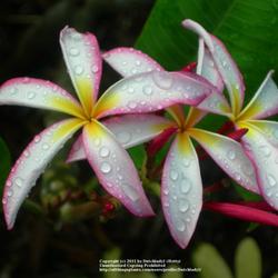 Location: Southwest Florida
Date: summer 2009
Very large (5 \") pinwheel flowers, white edged in fuchsia. From 