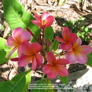 A very compact grower. Named for  the 2006 International Plumeria