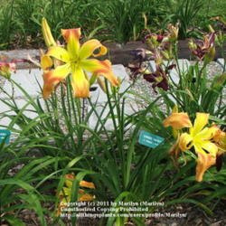 Location: Valley of the Daylilies in Lebanon, OH. Home of Dan and Jackie Bachman
Date: Jul 7, 2005 10:30 AM