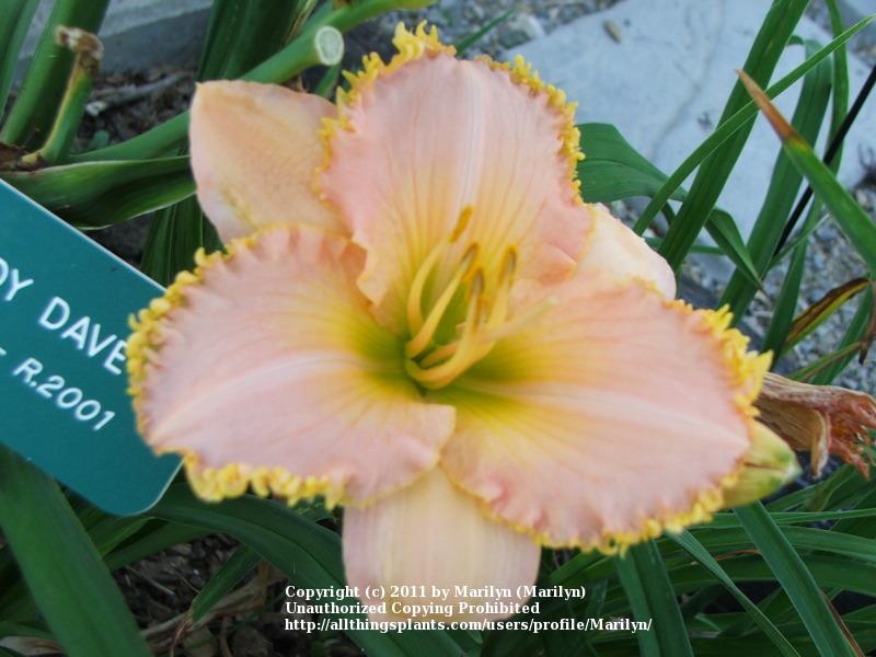 Photo of Daylily (Hemerocallis 'It's a Miracle') uploaded by Marilyn