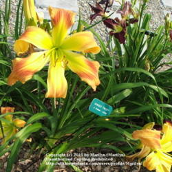 Location: Valley of the Daylilies in Lebanon, OH. Home of Dan and Jackie Bachman
Date: Jul 7, 2005 10:30 AM