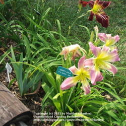 Location: Valley of the Daylilies in Lebanon, OH. Home of Dan and Jackie Bachman
Date: Jul 7, 2005 10:31 AM