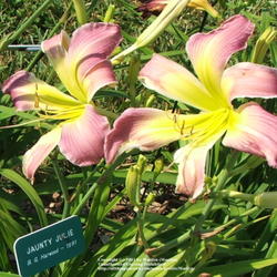 Location: Valley of the Daylilies in Lebanon, OH. Home of Dan and Jackie Bachman
Date: Jul 7, 2005 7:22 PM